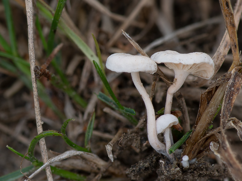 Marasmiellus tricolor